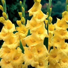 Gladiolus Nova Lux / Kardvirág