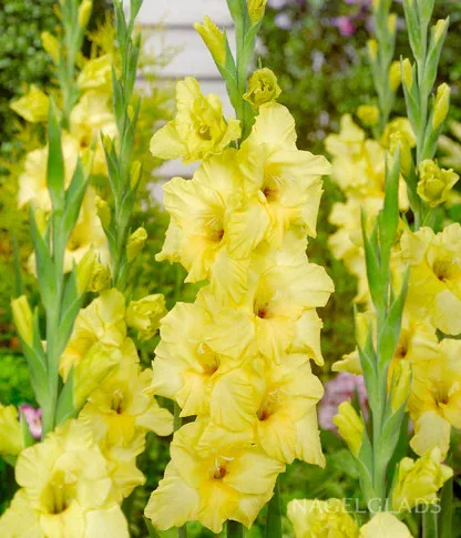 Gladiolus Nova Lux / Kardvirág