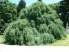 Csüngő ágú Júdásfa - Cercidiphyllum japonicum ‘Pendulum’