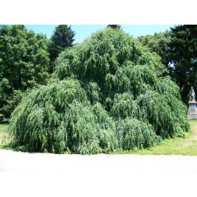   Csüngő ágú Júdásfa - Cercidiphyllum japonicum ‘Pendulum’