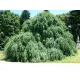 Csüngő ágú Júdásfa - Cercidiphyllum japonicum ‘Pendulum’