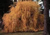 Csüngő ágú Júdásfa - Cercidiphyllum japonicum ‘Pendulum’