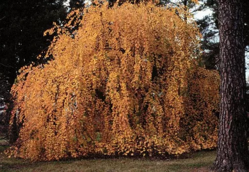Csüngő ágú Júdásfa - Cercidiphyllum japonicum ‘Pendulum’