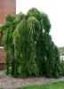 Csüngő ágú Júdásfa - Cercidiphyllum japonicum ‘Pendulum’
