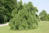 Csüngő ágú Júdásfa - Cercidiphyllum japonicum ‘Pendulum’