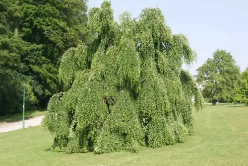 Csüngő ágú Júdásfa - Cercidiphyllum japonicum ‘Pendulum’