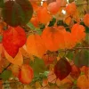 Csüngő ágú Júdásfa - Cercidiphyllum japonicum ‘Pendulum’