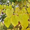 Csüngő ágú Júdásfa - Cercidiphyllum japonicum ‘Pendulum’