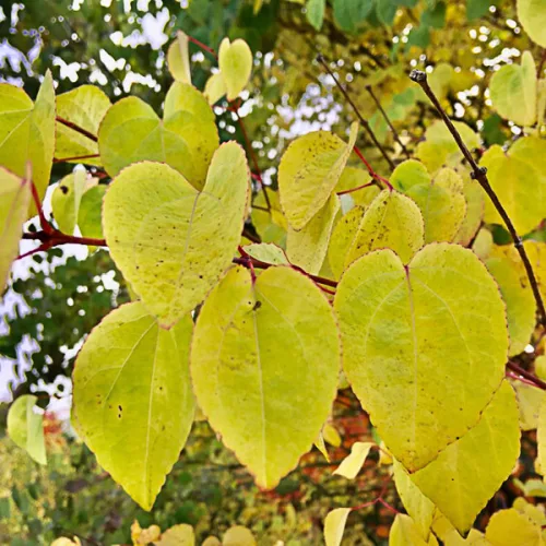 Csüngő ágú Júdásfa - Cercidiphyllum japonicum ‘Pendulum’