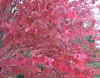 Csüngő ágú Júdásfa - Cercidiphyllum japonicum ‘Pendulum’