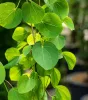 Csüngő ágú Júdásfa - Cercidiphyllum japonicum ‘Pendulum’
