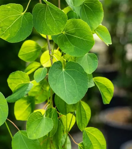 Csüngő ágú Júdásfa - Cercidiphyllum japonicum ‘Pendulum’