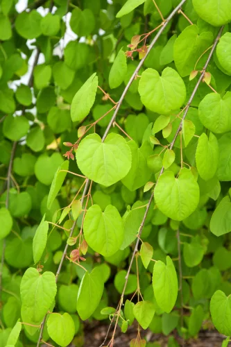 Csüngő ágú Júdásfa - Cercidiphyllum japonicum ‘Pendulum’