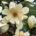 Örökzöld magnolia - Magnolia fairy "Honey Velvet"