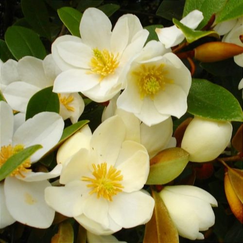 Örökzöld magnolia - Magnolia fairy "Honey Velvet"