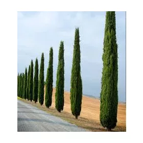 Európai ciprus - Cupressus Sempervirens "Totem"