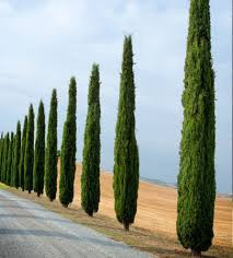 Európai ciprus - Cupressus Sempervirens "Totem"