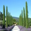 Európai ciprus - Cupressus Sempervirens "Totem"