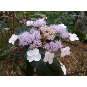 Érdeslevelü Hortenzia - Hydrangea Aspera "Koki"