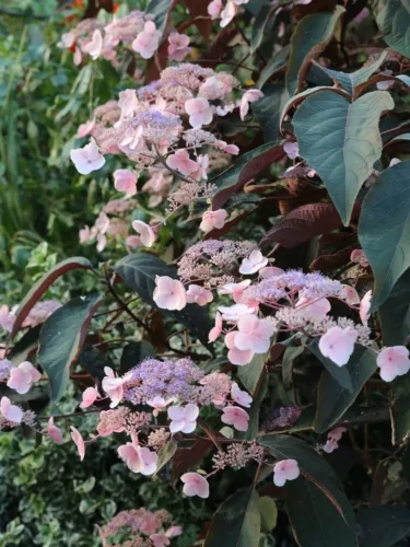 Érdeslevelü Hortenzia - Hydrangea Aspera "Koki"
