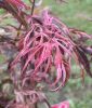 Japán juhar - Acer palmatum "Extravaganza"