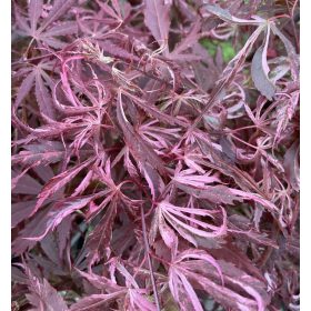 Japán juhar - Acer palmatum "Extravaganza"