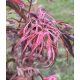 Japán juhar - Acer palmatum "Extravaganza"