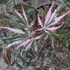 Japán juhar - Acer palmatum "Extravaganza"