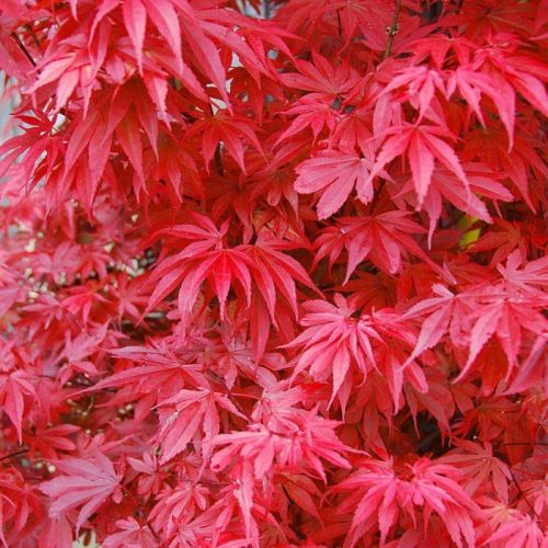 Japán juhar - Acer palmatum "Skeeters Broom"