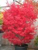 Japán juhar - Acer palmatum "Skeeters Broom"