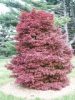 Japán juhar - Acer palmatum "Skeeters Broom"