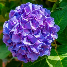   Kerti hortenzia - Hydrangea macrophylla 'Purple Ball" K5