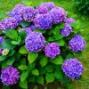 Kerti hortenzia - Hydrangea macrophylla 'Purple Ball" K5