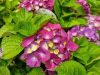 Kerti hortenzia - Hydrangea macrophylla 'Purple Ball" K5