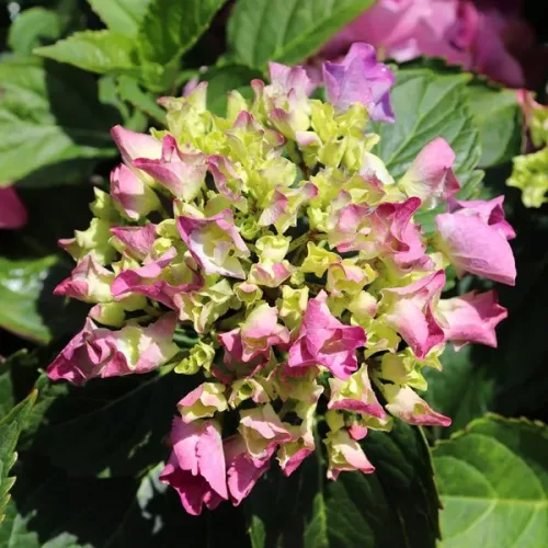 Kerti hortenzia - Hydrangea macrophylla 'Purple Ball" K5