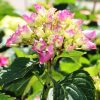 Kerti hortenzia - Hydrangea macrophylla 'Purple Ball" K5