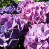 Kerti hortenzia - Hydrangea macrophylla 'Purple Ball" K5