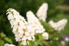 Tölgylevelű hortenzia - Hydrangea quercifolia "Gatsby Girl"