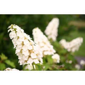   Tölgylevelű hortenzia - Hydrangea quercifolia "Gatsby Girl"