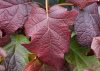 Tölgylevelű hortenzia - Hydrangea quercifolia "Gatsby Girl"