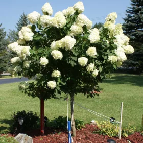   Magastörzsű bugás hortenzia " Skyfall (Frenne)" - Hydrangea Paniculata - Törzs 70 cm