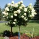 Magastörzsű bugás hortenzia " Skyfall (Frenne)" - Hydrangea Paniculata - Törzs 70 cm