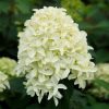 Magastörzsű bugás hortenzia " Skyfall (Frenne)" - Hydrangea Paniculata - Törzs 70 cm