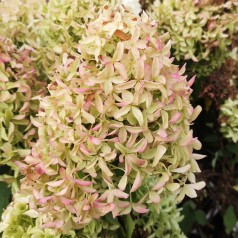 Magastörzsű bugás hortenzia " Skyfall (Frenne)" - Hydrangea Paniculata - Törzs 70 cm