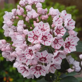 Hegyi babér - Kalmia latifolia "Peppermint"