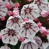 Hegyi babér - Kalmia latifolia "Peppermint"
