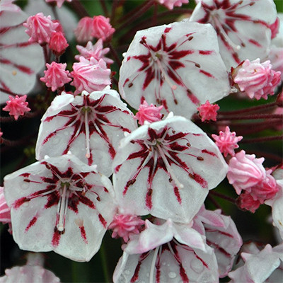Hegyi babér - Kalmia latifolia "Peppermint"