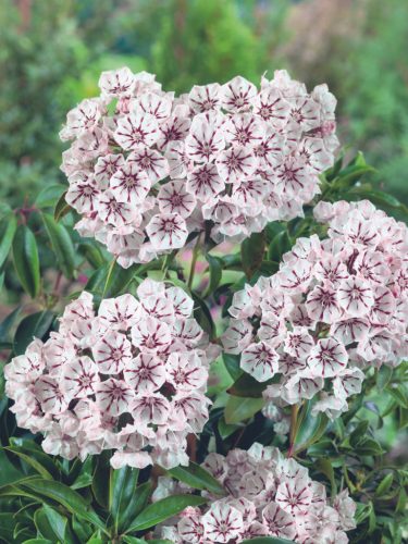 Hegyi babér - Kalmia latifolia "Peppermint"
