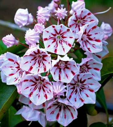 Hegyi babér - Kalmia latifolia "Peppermint"