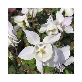   Fehér harangláb - Aquilegia caerulea 'Spring Magic White'